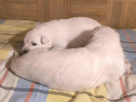 Links ist immer die Hündin und rechts der Rüde