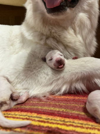 Wie die Mama so das Baby