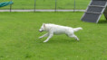 /album/fotogalerie-s-welpen-aktuell/ab981a39-60cc-4a10-9966-30e72bb6449b-jpg/