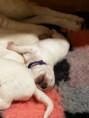 /album/2-lebenswoche/53bfb32e-4010-4707-b570-c3cb8230bc1c-jpeg/
