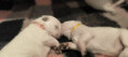 /album/2-lebenswoche/db263b35-ed91-447d-8af0-bfd01d87fd3c-jpeg/