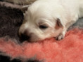 /album/2-lebenswoche/f585f592-8f10-453f-a8c6-1c131b4cc2da-jpeg/