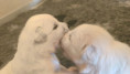 /album/fotogalerie-1-4-lebenswoche/1c8c3fba-5974-4920-9626-0ef2d6eb4b0fa-jpg/