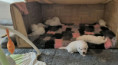 /album/fotogalerie-1-4-lebenswoche/cd3ad122-fe2d-4658-87a6-bd0e38d9077e-jpeg/
