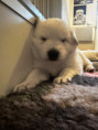 /album/fotogalerie-5-lebenswoche10/8ea7c31b-e461-4b5e-80f1-ac182f0e67f3-jpeg/