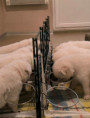 /album/fotogalerie-5-lebenswoche10/87c914b9-1ff8-4588-9480-9e62a2468006-jpeg/
